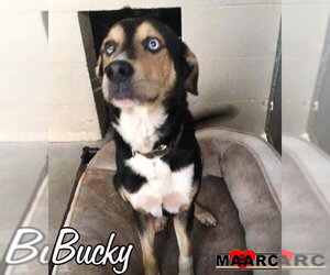 Bucky - Male Mutt Dog for Adoption - Photo #2
