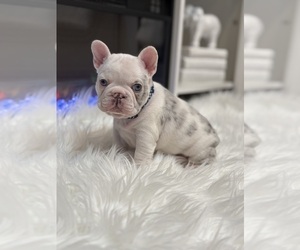 Medium French Bulldog