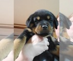 Small #8 Rottweiler