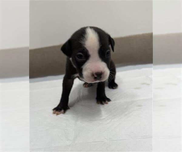 Medium Photo #1 American Pit Bull Terrier-Catahoula Leopard Dog Mix Puppy For Sale in Baytown, TX, USA