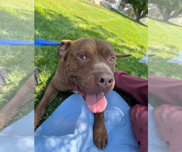 Medium Photo #4 American Pit Bull Terrier Puppy For Sale in MIDWAY, UT, USA