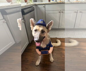 German Shepherd Dog Dogs for adoption in New Hill, NC, USA