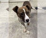 Small Jack Russell Terrier Mix
