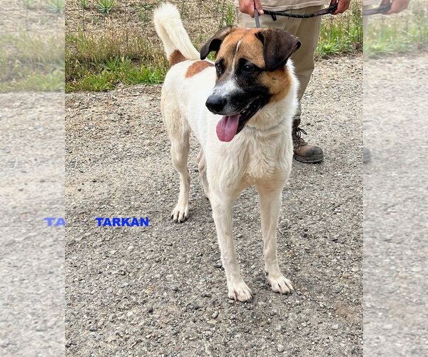 Medium Photo #3 Mutt Puppy For Sale in Woodland Hills, CA, USA