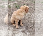 Small Photo #6 Golden Retriever Puppy For Sale in BENTON, IL, USA