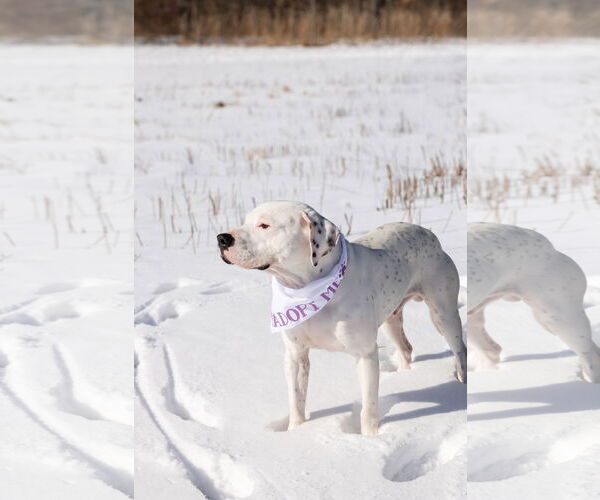 Medium Photo #10 Mutt Puppy For Sale in Crete, IL, USA