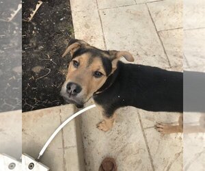 Eddie aka Jack - Male Mutt Dog for Adoption - Photo #4