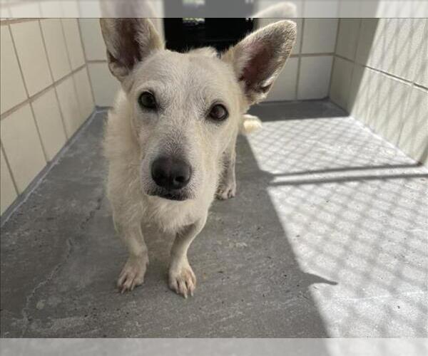 Medium Photo #1 Mutt Puppy For Sale in Corpus Christi, TX, USA