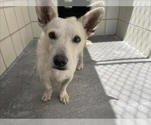Mutt Dogs for adoption in Corpus Christi, TX, USA