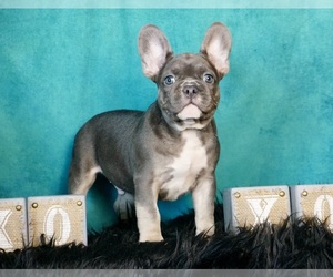 French Bulldog Dog for Adoption in WARSAW, Indiana USA
