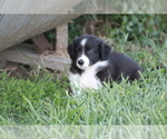 Small Photo #25 Border Collie Puppy For Sale in BLOOMINGTON, WI, USA