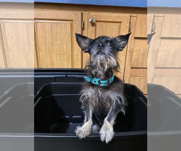 Medium Photo #1 Chihuahua-Unknown Mix Puppy For Sale in Lewistown, PA, USA