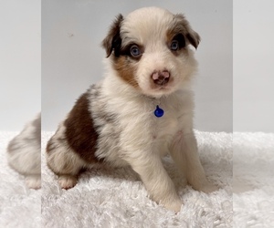 Australian Shepherd Puppy for sale in NEOSHO, MO, USA