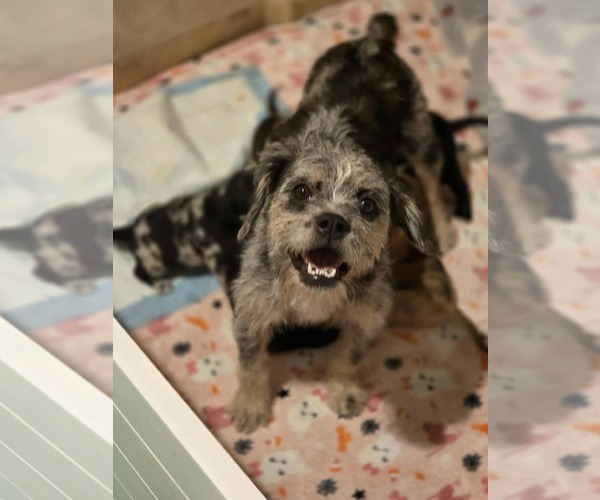 Medium Photo #1 Australian Shepherd-Border Terrier Mix Puppy For Sale in Mission Viejo, CA, USA