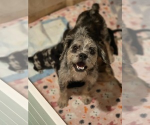 Australian Shepherd-Border Terrier Mix Dogs for adoption in Mission Viejo, CA, USA
