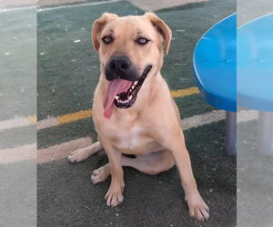 Amarilla - Female Mutt Dog for Adoption - Photo #12