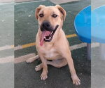Small Photo #12 Mutt Puppy For Sale in Apple Valley, CA, USA