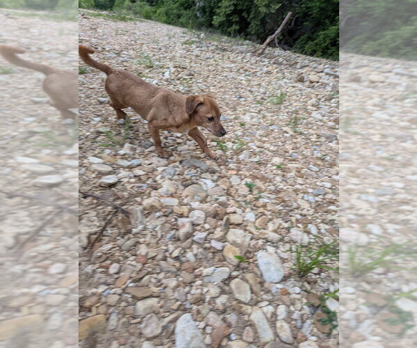 Medium Photo #3 Dachshund-Unknown Mix Puppy For Sale in Vail, AZ, USA