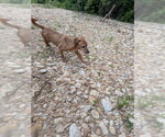 Small #2 Dachshund Mix