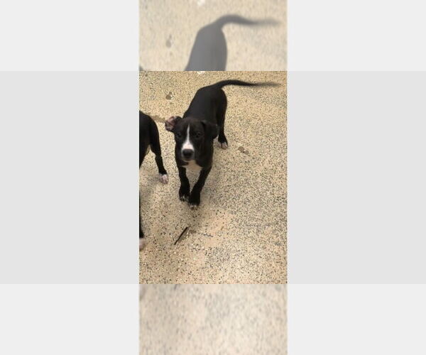 Medium Photo #2 Boxer Puppy For Sale in Austin, TX, USA