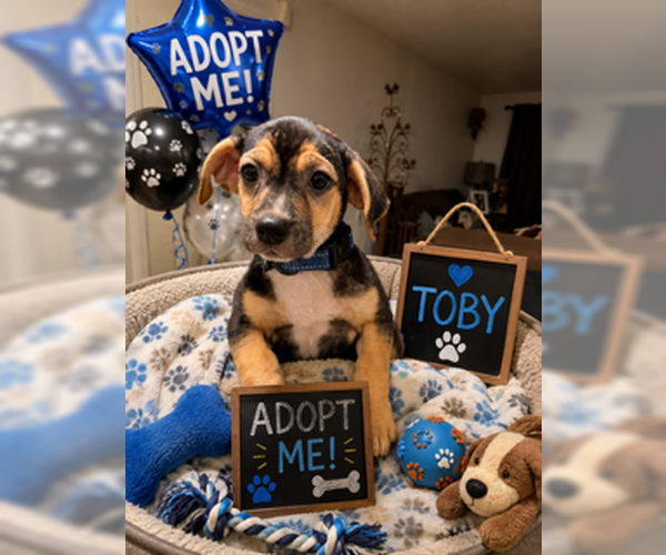 Medium Photo #1 Beagle-Unknown Mix Puppy For Sale in Queen Creek, AZ, USA