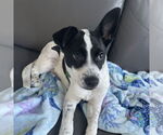 Small #7 American Pit Bull Terrier Mix