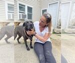 Small #7 American Staffordshire Terrier-Labrador Retriever Mix