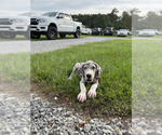 Puppy Puppy 1 Great Dane