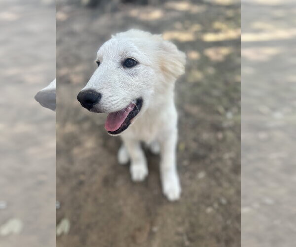 Medium Photo #6 Great Pyrenees Puppy For Sale in Spring, TX, USA