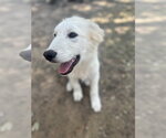 Small #5 Great Pyrenees