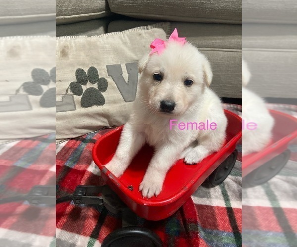 Medium Photo #1 German Shepherd Dog Puppy For Sale in ALACHUA, FL, USA