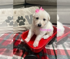 German Shepherd Dog Puppy for sale in ALACHUA, FL, USA