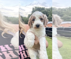 Goldendoodle Puppy for sale in NEWTON, NC, USA