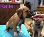 Small Photo #3 Saint Dane Puppy For Sale in LOON LAKE, WA, USA