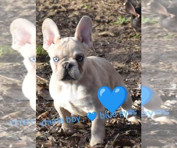 Medium Photo #1 French Bulldog Puppy For Sale in Pilis, Pest, Hungary