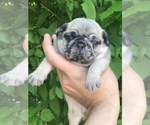 Small Photo #6 Pug Puppy For Sale in DEARBORN HEIGHTS, MI, USA
