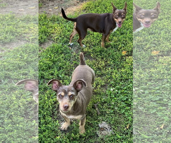 Medium Photo #6 - Mix Puppy For Sale in Landenberg, PA, USA