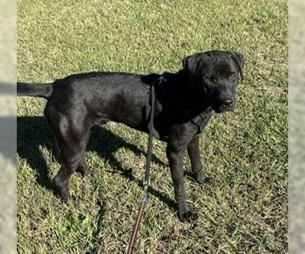 Medium Photo #2 Bulldog-Unknown Mix Puppy For Sale in Tarrytown, GA, USA
