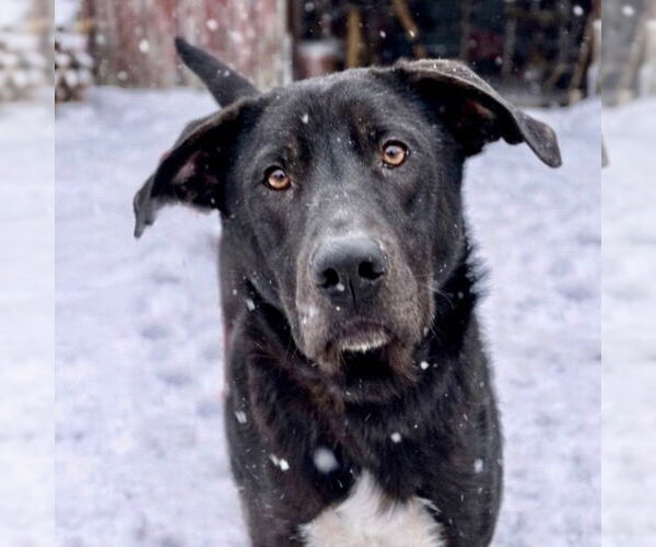 Medium Photo #8 Labrador Retriever-Unknown Mix Puppy For Sale in Canton, CT, USA