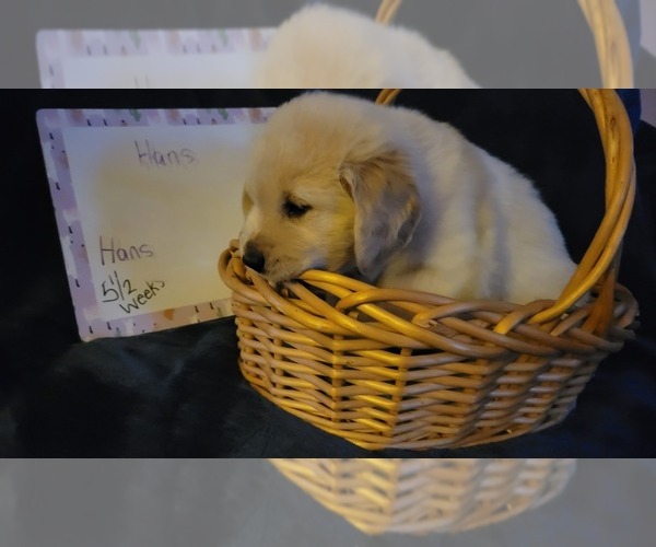 Medium Photo #30 Golden Retriever Puppy For Sale in VOORHEES, NJ, USA