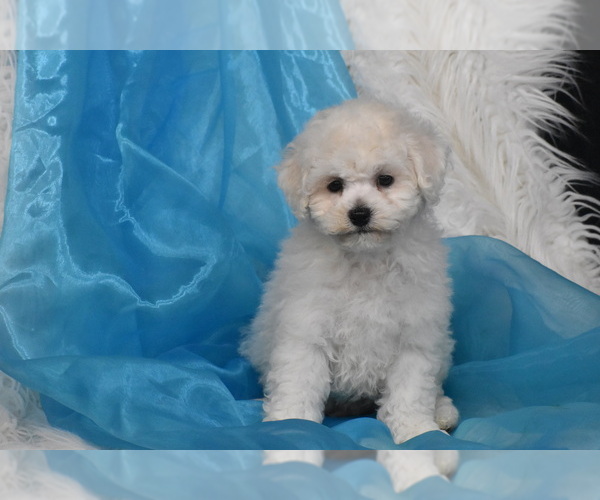 Medium Photo #2 Bichon Frise Puppy For Sale in ELDORADO, OH, USA