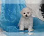 Small Photo #2 Bichon Frise Puppy For Sale in ELDORADO, OH, USA