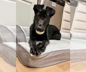 Labrador Retriever-Unknown Mix Dogs for adoption in Oakley, CA, USA