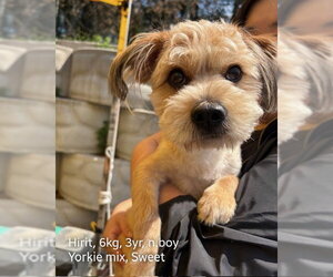 Cock-A-Poo-Unknown Mix Dogs for adoption in Agoura Hills, CA, USA