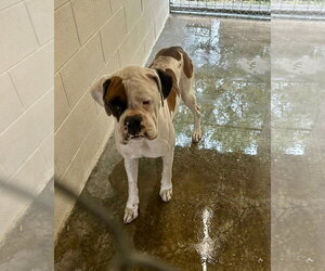 Boxer Dogs for adoption in Dumont, NJ, USA
