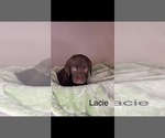 Small #1 Labradoodle