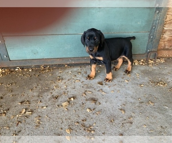 Medium Photo #4 Doberman Pinscher Puppy For Sale in ULYSSES, PA, USA