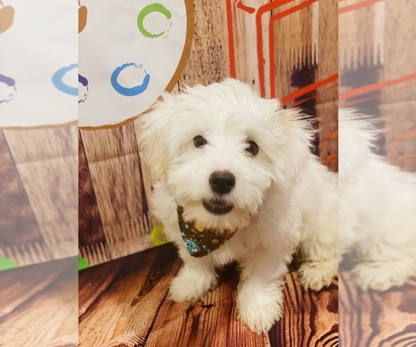 Medium Photo #2 Maltese-Maltipoo Mix Puppy For Sale in ACWORTH, GA, USA