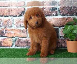 Goldendoodle Puppy for sale in BEL AIR, MD, USA
