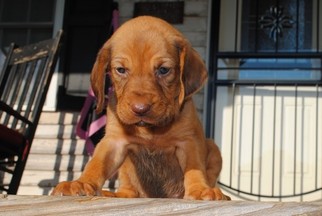 Bloodhound Puppy for sale in NORWOOD, NC, USA